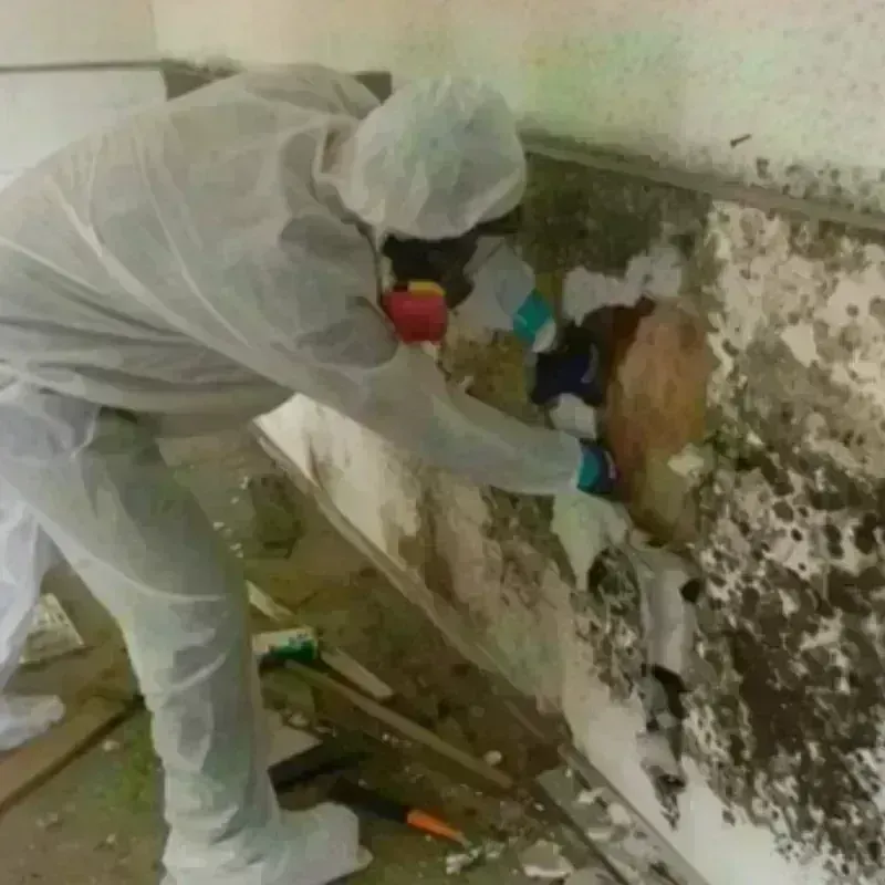 Mold Remediation and Removal in Martinsburg, PA